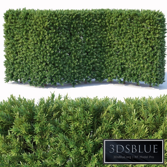 Taxus Baccata # 3 modular hedge 120cm