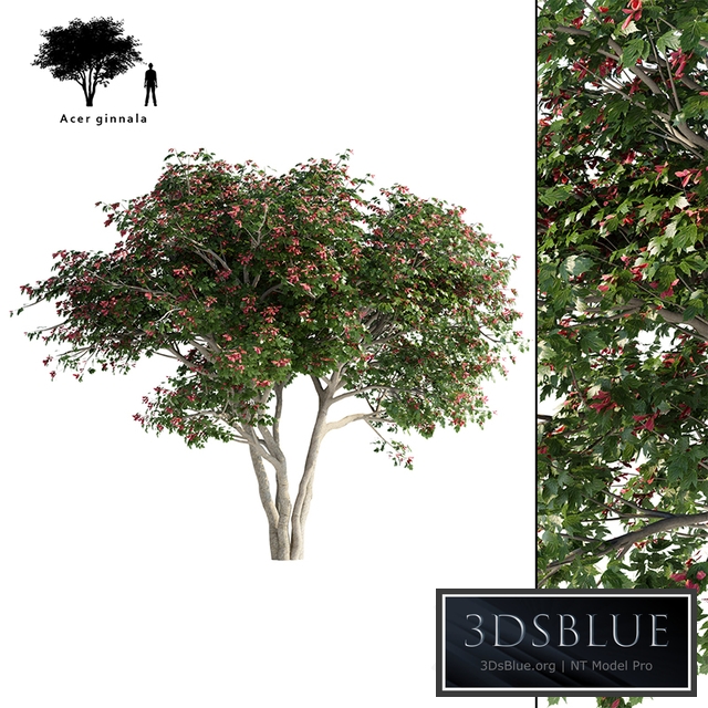 Maple Ginnala tapeworm | Acer tataricum ssp. ginnala