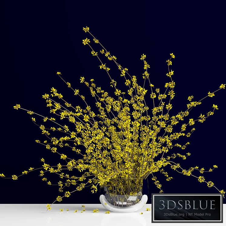 Forsythia / Forsythia