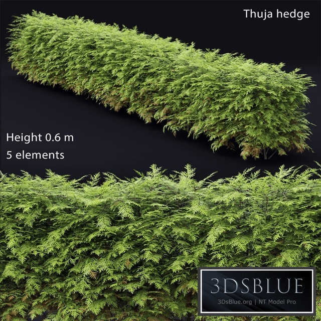 Thuja hedge