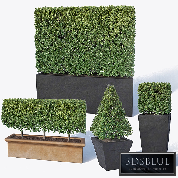 Buxus microphylla # 2
