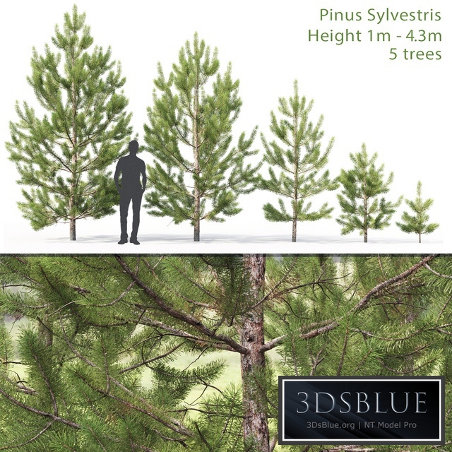 Pinus sylvestris young # 2 (1-4.3m)