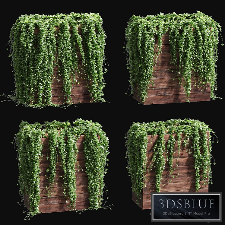 Ivy in tubs. 4 models