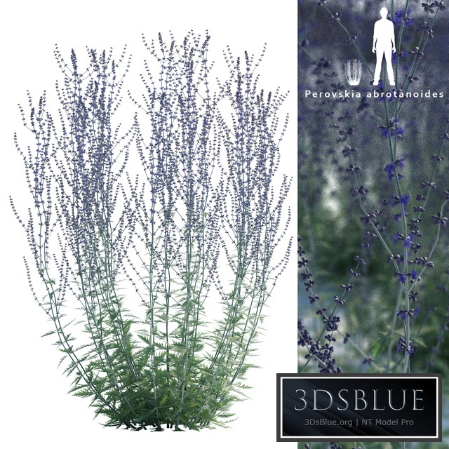 Perovsky wormwood | Perovskia abrotanoides