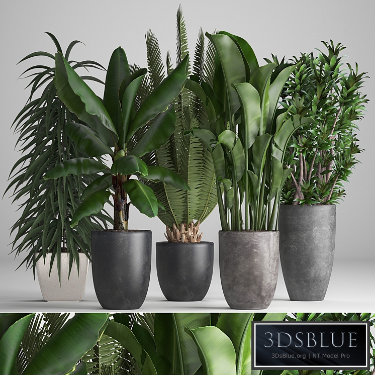 Plant collection 255. strelitzia, banana, ficus, black flowerpot, pot, exotic plants