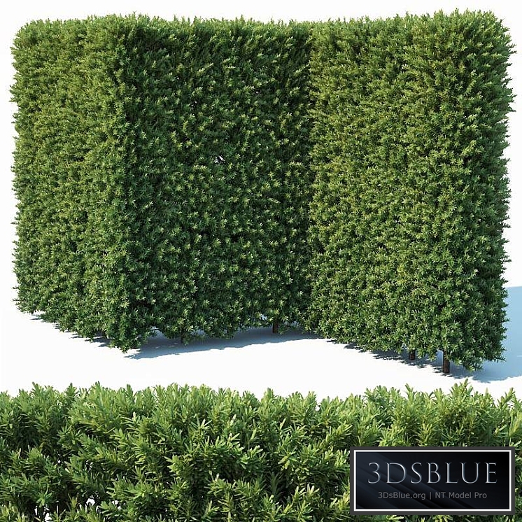 Taxus Baccata # 4 modular hedge 200cm