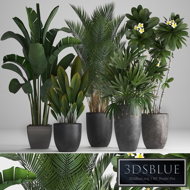 Plant Collection 256. strelitzia, banana, hovea, plumeria, black flowerpot, palm tree, indoor plants, exotic, office plants, flower, pot, Rhapis