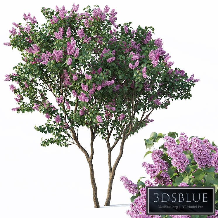 Lilac, Syringa vulgaris # 3 Tree