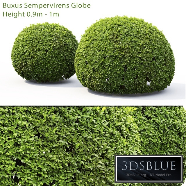 Buxus