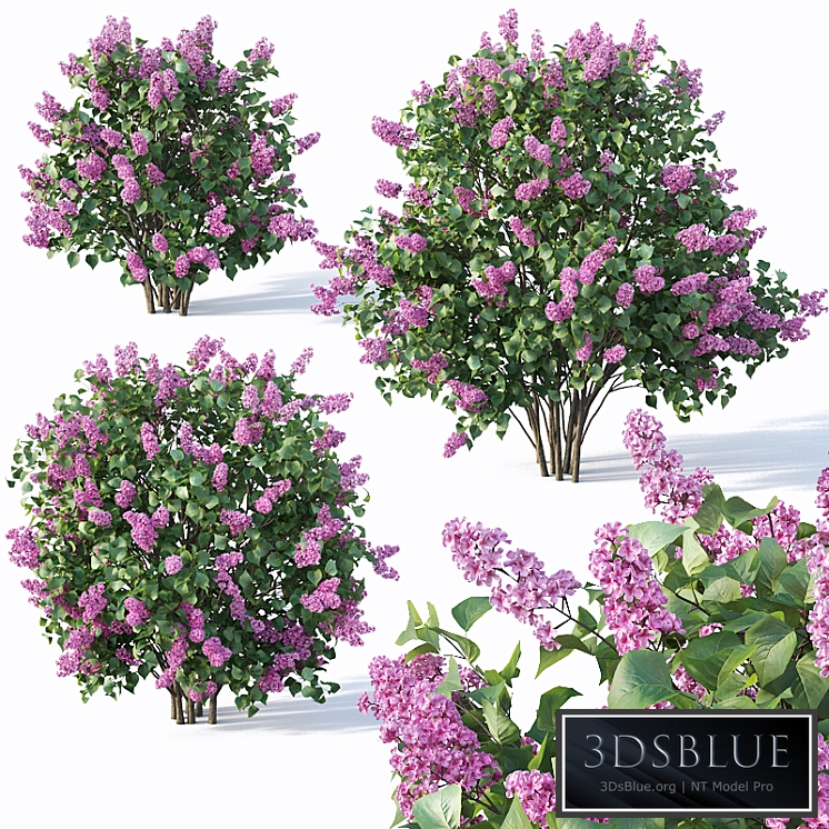Lilac, Syringa vulgaris # 4. Three sizes