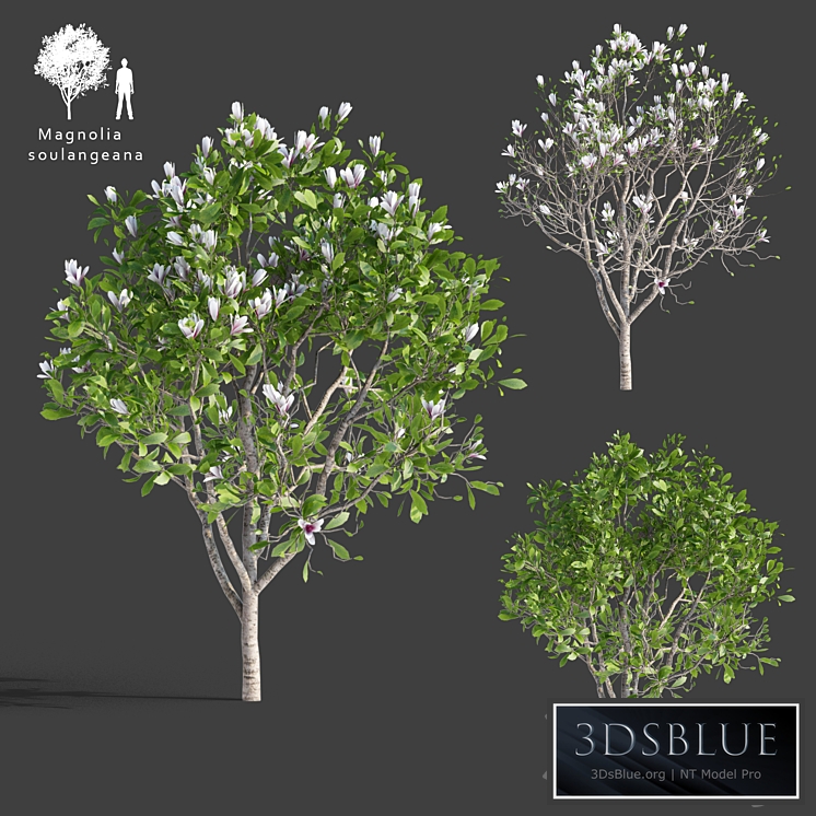 Magnolia Sulange | Magnolia x soulangeana