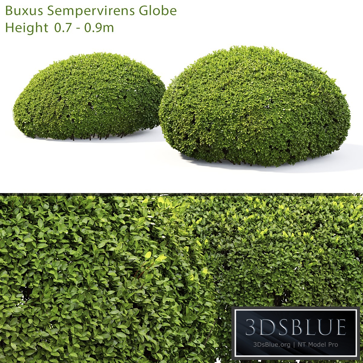 Buxus
