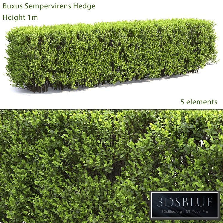 Buxus