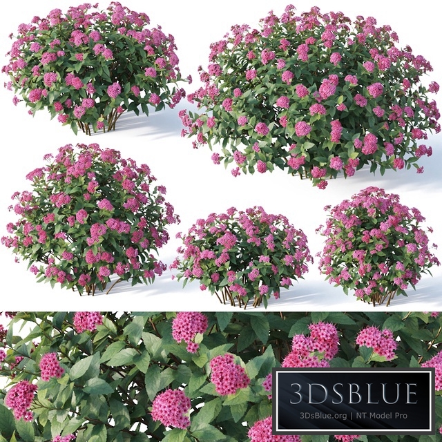 Spirea Japonica # 3. Six sizes. V2