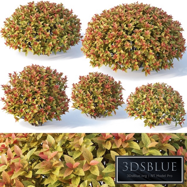 Spirea Japonica # 4. Gold flame spirea. Six sizes