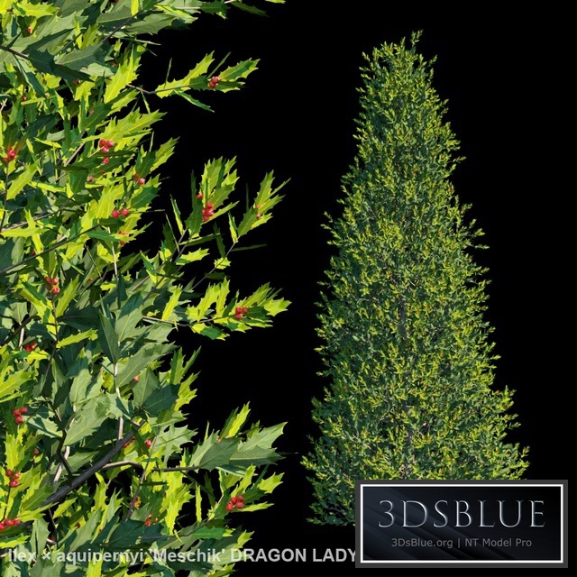 Ilex × aquipernyi Meschik DRAGON LADY