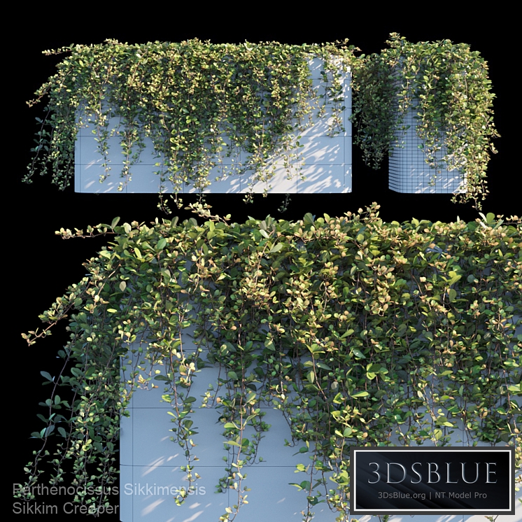Sikkim creeper