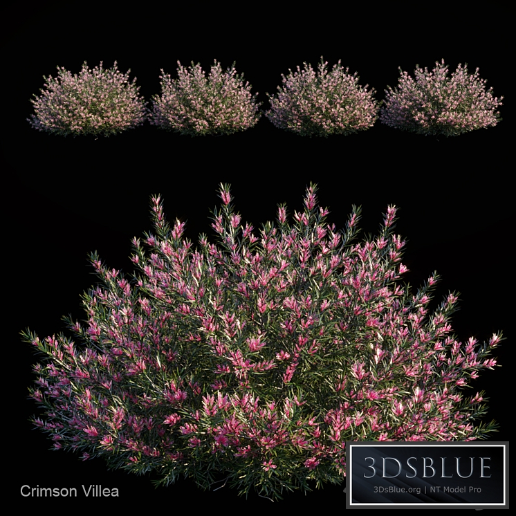 Crimson villea