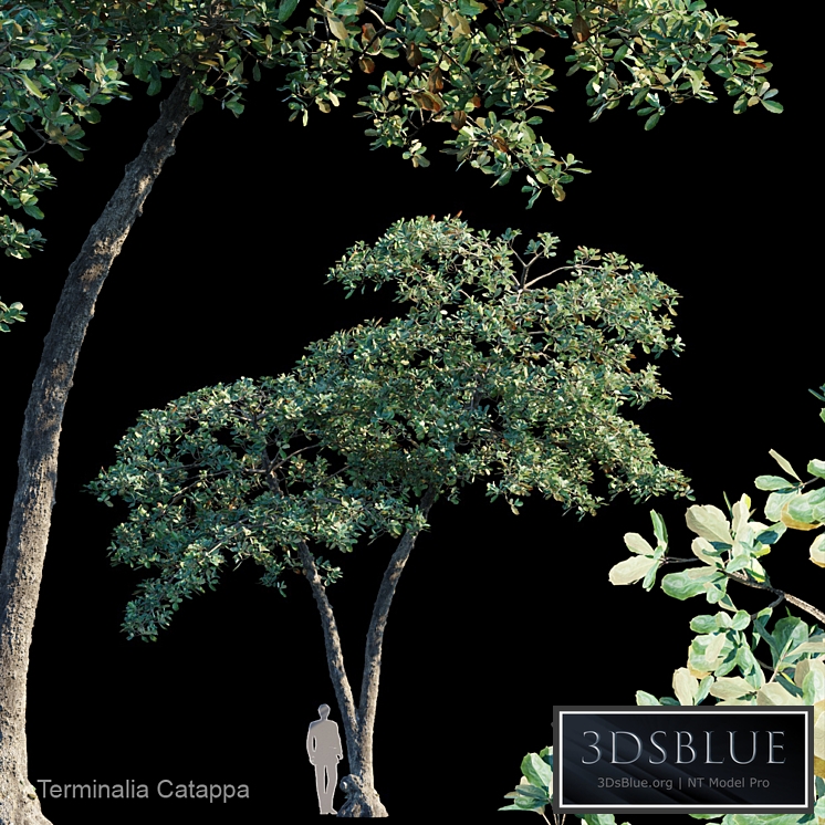 Terminalia Catappa_Var4