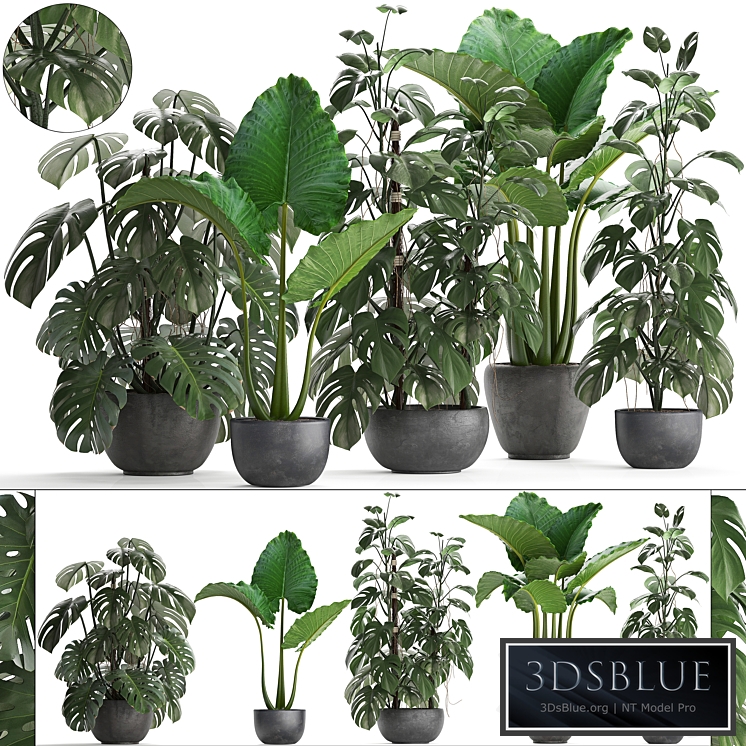 Plant collection 261. Monstera, Alocasia, flowerpot, black pot, loft, industrial style, bushes, tropical, exotic, interior, office flowers, thickets