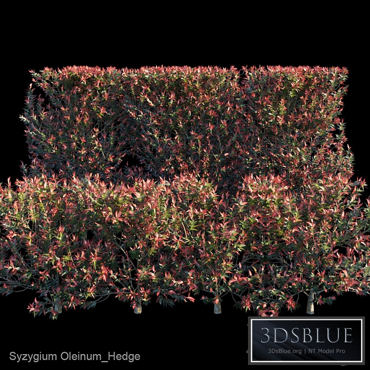 Syzygium Oleinum_Hedge