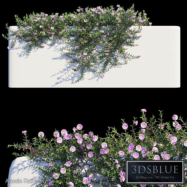 Aussie Rambler Creeper