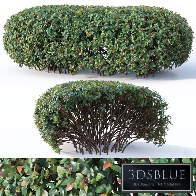 Cotoneaster lucidus # 9. Wide customizable hedge