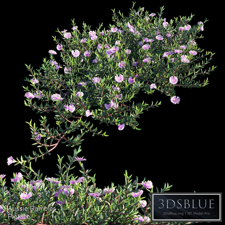 Aussie Rambler groundcover