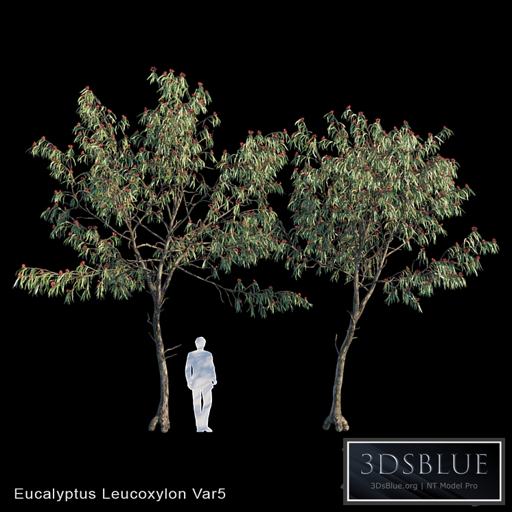 Eucalyptus Leucoxylon Var5