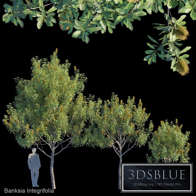 Banksia Integrifolia