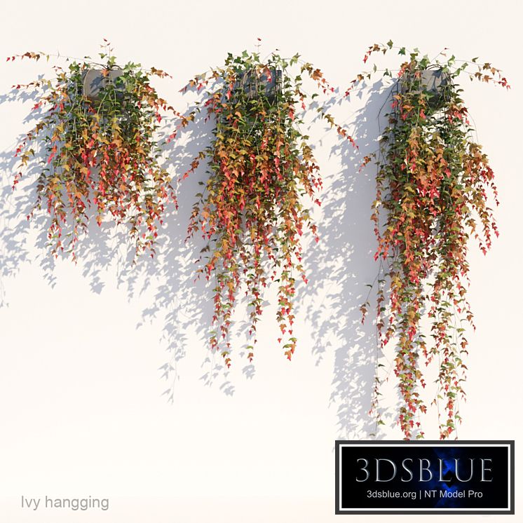 Ivy in pot hanging V1