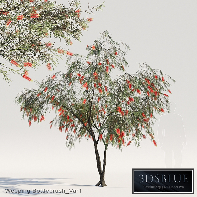 Weeping Bottlebrush Var1
