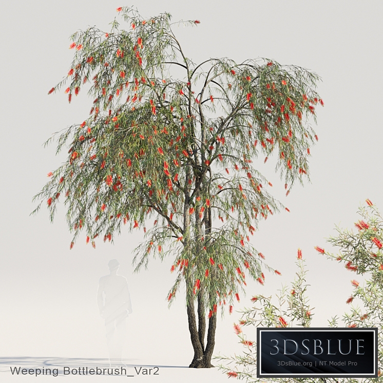 Weeping Bottlebrush Var2