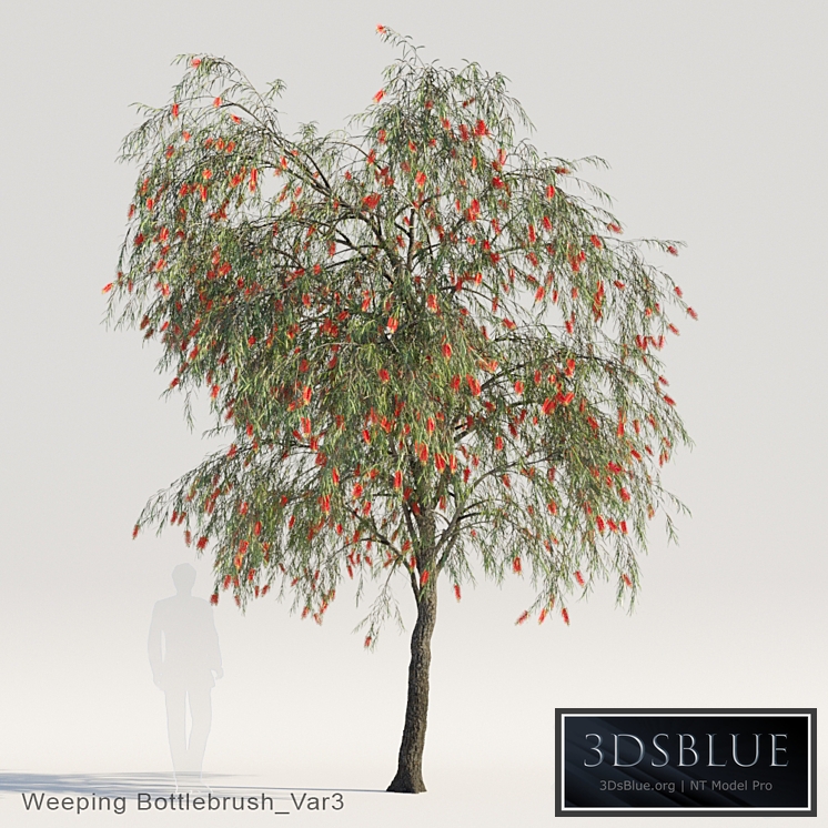 Weeping Bottlebrush Var3