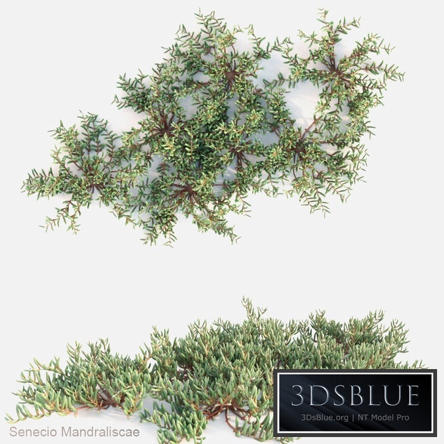 Senecio mandraliscae