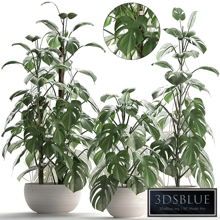 Plant collection 262.Monstera, white pot, exotic plant, bush, flower, flowerpot, interior