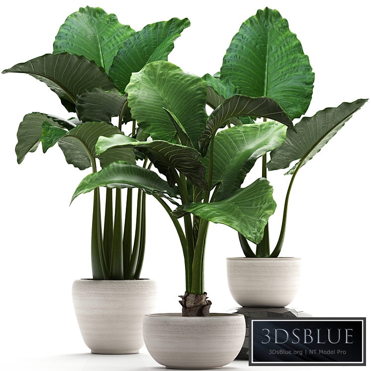 Plant collection 263. Alocasia, white pot, exotic plant, flowerpot, outdoor, bushes