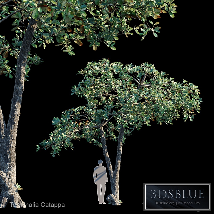 Terminalia Catappa_Var2