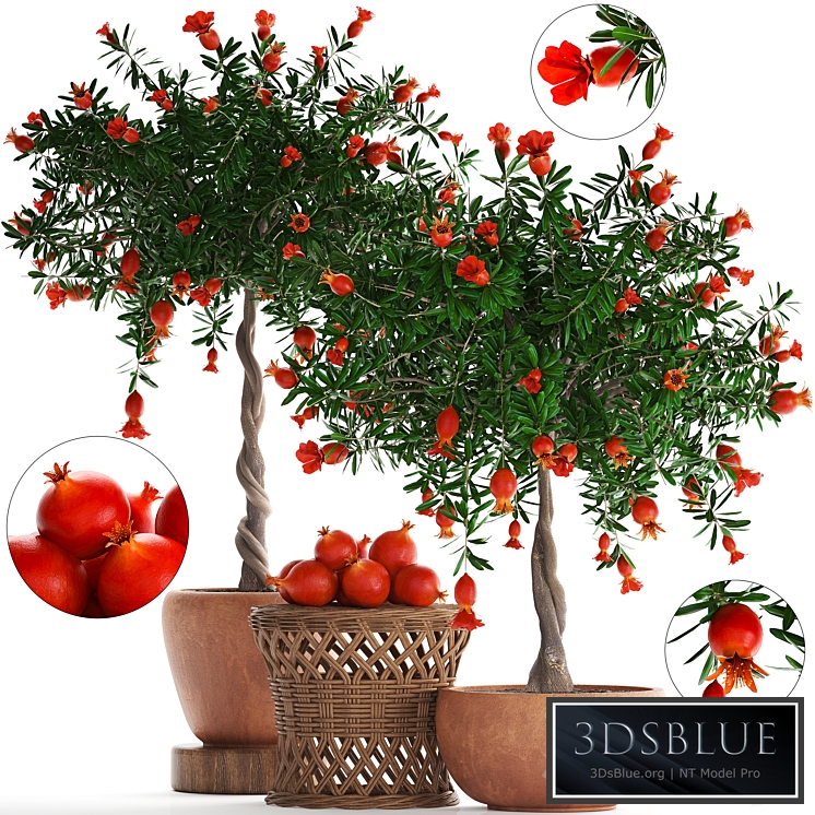 Plant Collection 264. Pomegranate tree with fruits, blooming, rattan table, flowerpot, outdoor, clay, clinker, eco design, natural materials