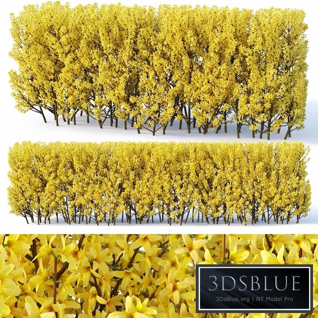 Forsythia # 3 hedge H120 cm