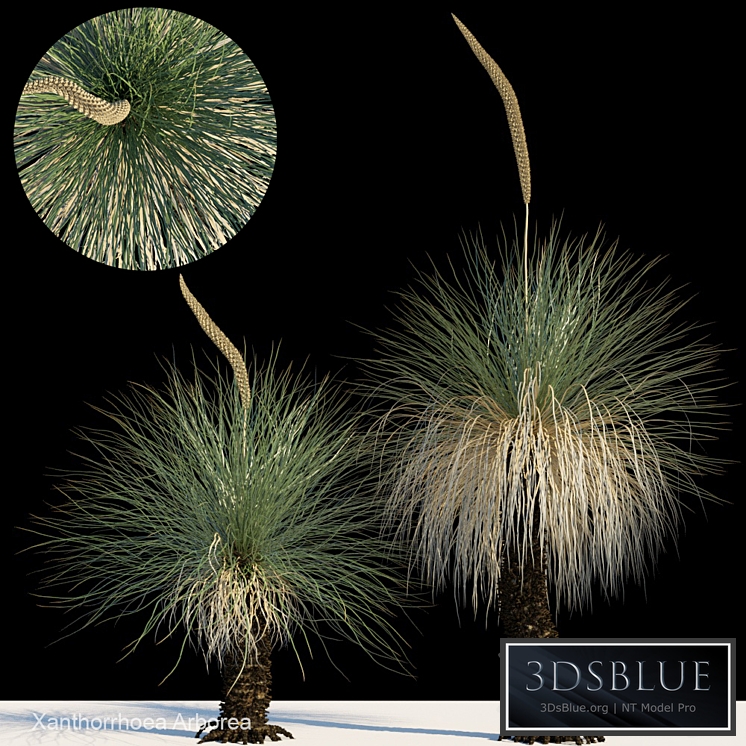 Xanthorrhoea arborea