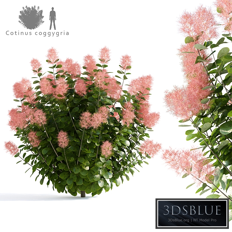 Leather Sump | Cotinus coggygria