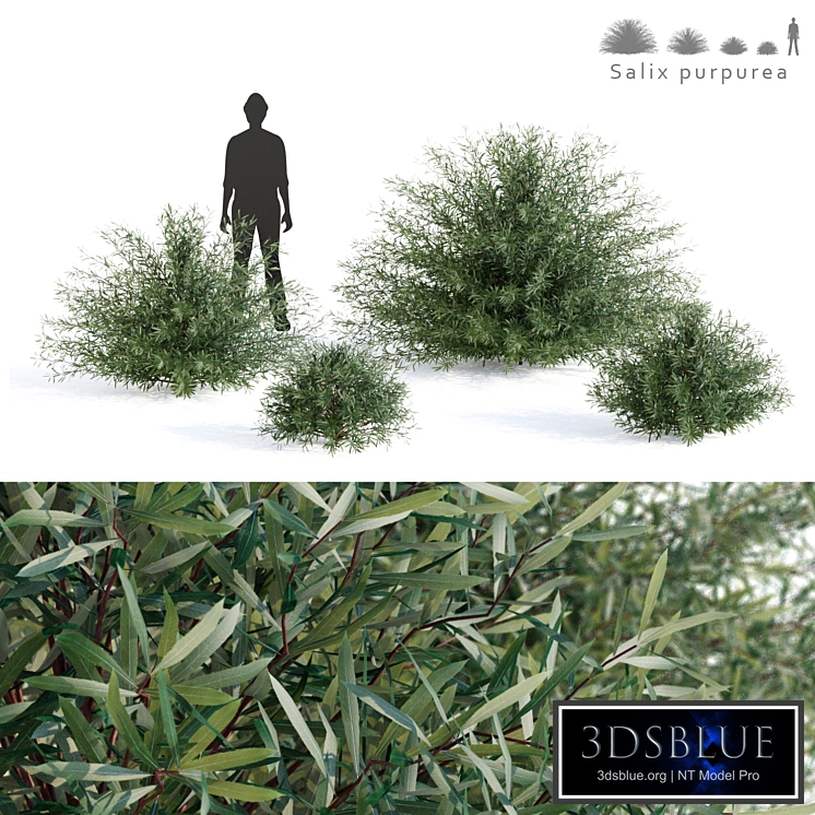 Purple willow | Salix purpurea