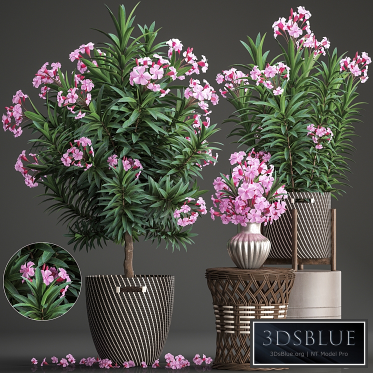Plant collection 268. Oleander, tree, bush, basket, rattan table, flower bouquet, outdoor flowerpot, landscaping, garden, flowering tree
