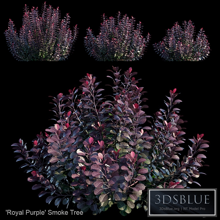 Royal Purple Smoke Tree | Cotinus coggygria