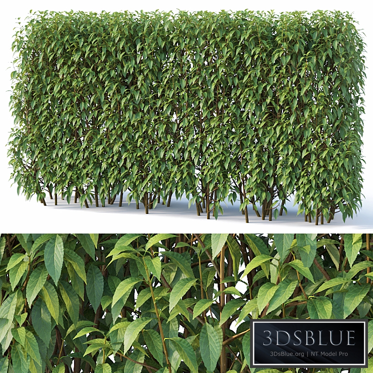 Forsythia # 6 hedge. H180 cm