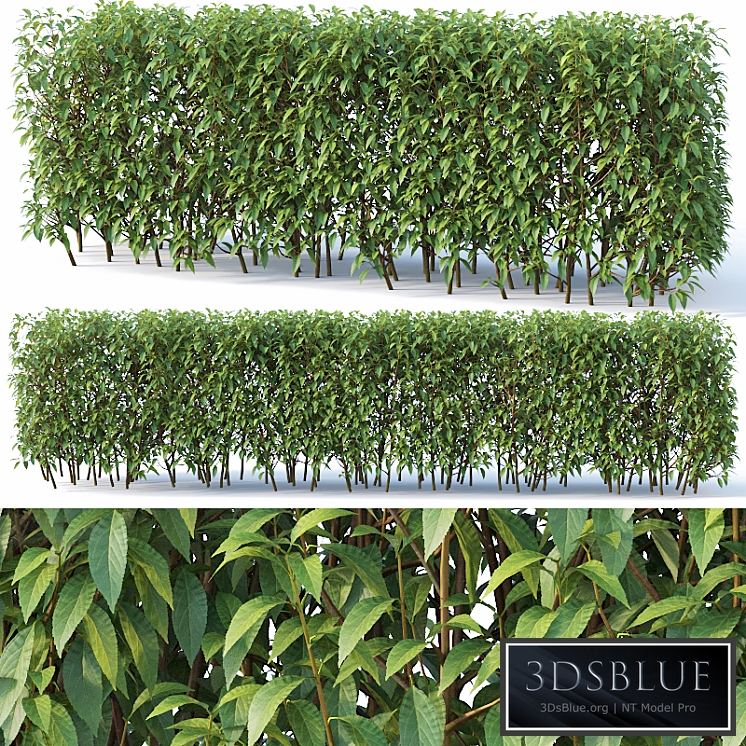 Forsythia # 7 summer H120 cm