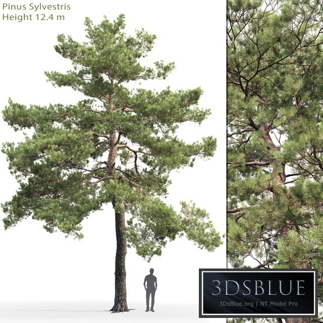 Pinus Sylvestris # 13 (12.4m)