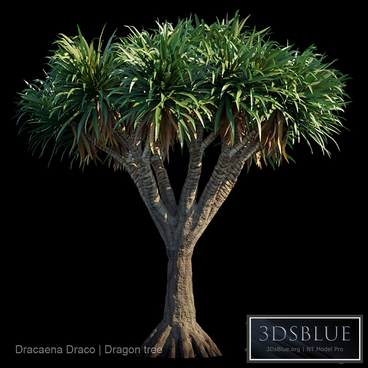 Dracaena Draco | Dragon tree