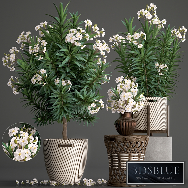 Plant collection 269. Nerium oleander, Oleander, white basket, flowering tree, white flowers, rattan table, outdoor, garden, park, landscape design, eco